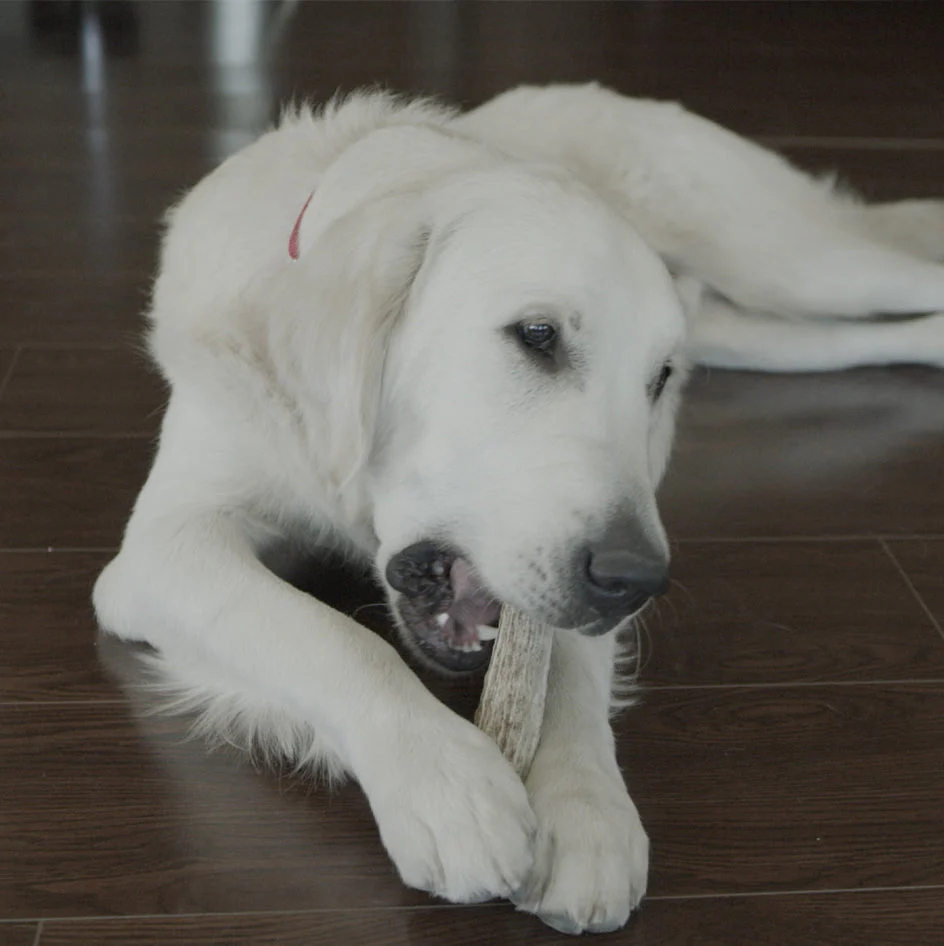 Redbarn Half Elk Antler - Image 5