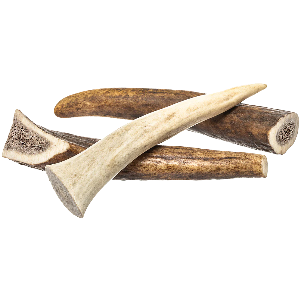Redbarn Whole Deer Antler - Image 3