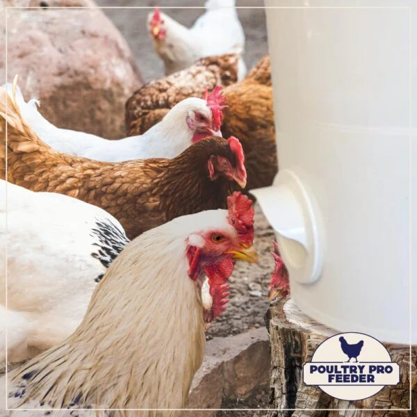 Riverbend Resources Poultry Pro Feeder - Image 8