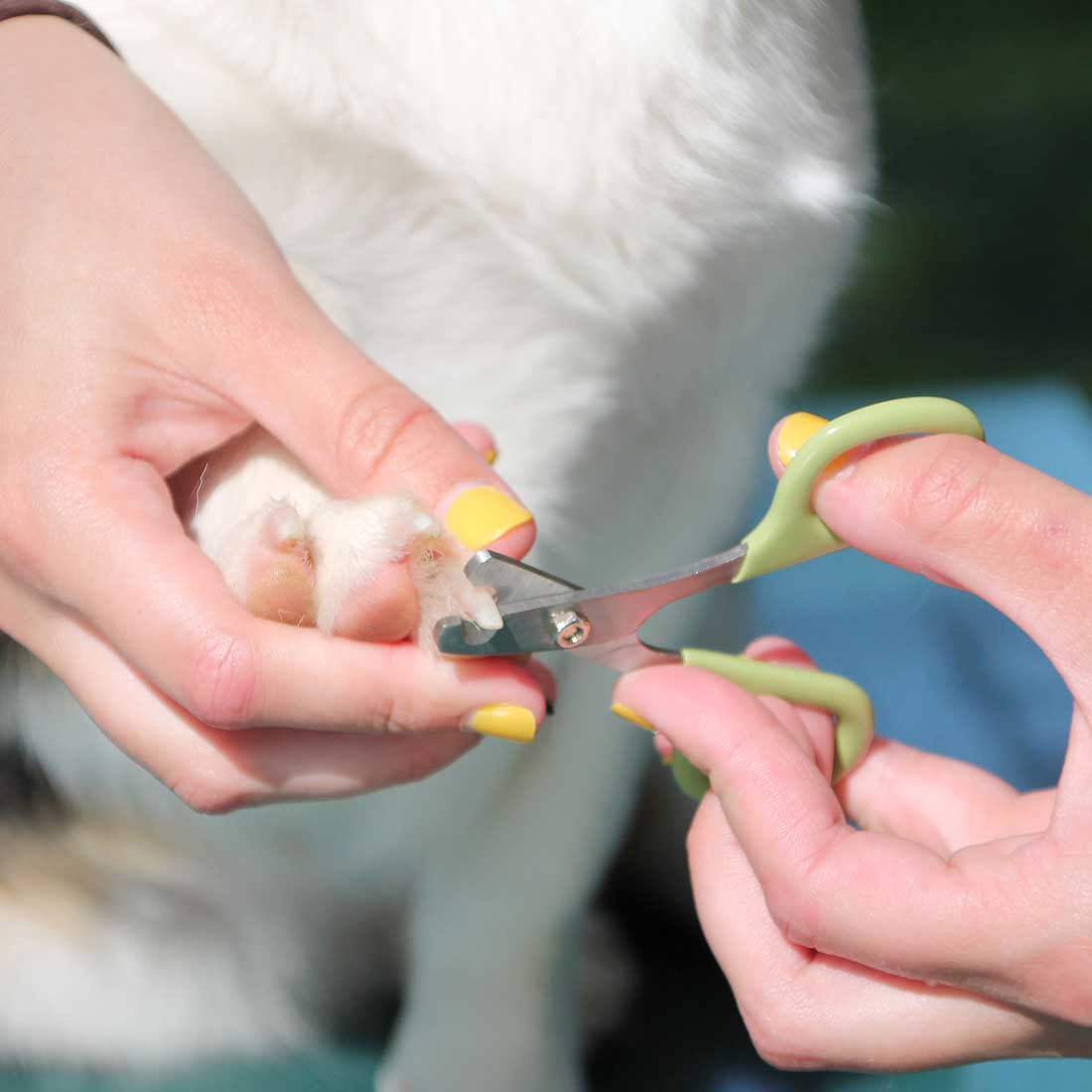 Safari Dog Nail Trimmer - Image 2