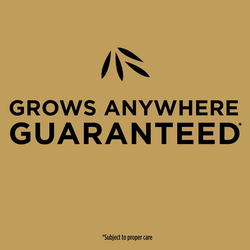 Scotts® EZ Seed® Patch & Repair Sun and Shade - Image 6