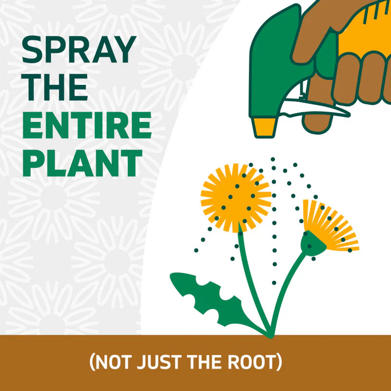 Spruce 24oz Spray Weed & Grass Killer - Image 6
