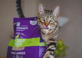 Stella & Chewy's Duck Duck Goose Grain Free Dinner Morsels Freeze Dried Cat Food - Image 6