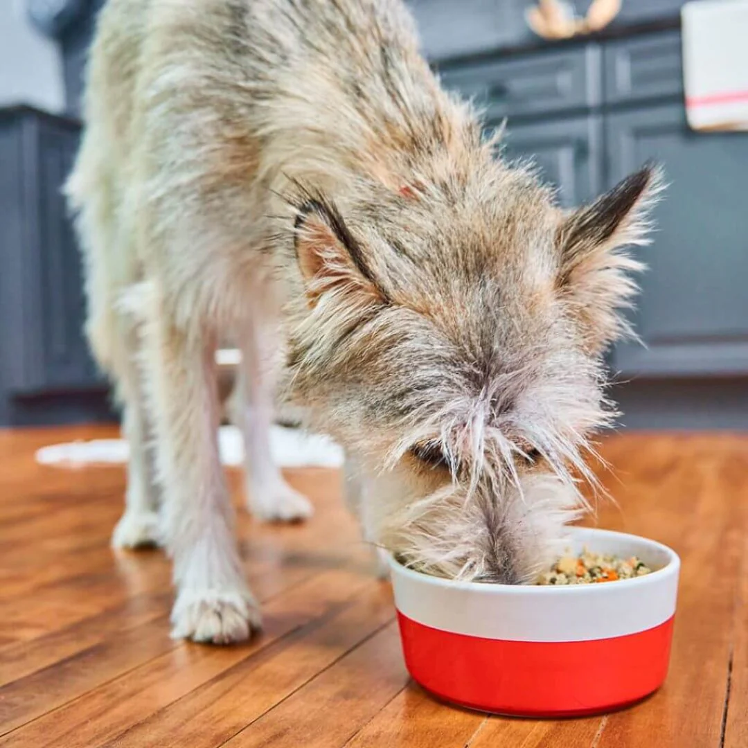 Stella & Chewy's FreshMade Gobblin' Good Gently Cooked Dog Food - Image 3