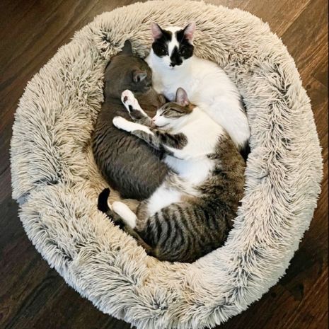 Tall Tails Dream Cuddle Bed - Image 2