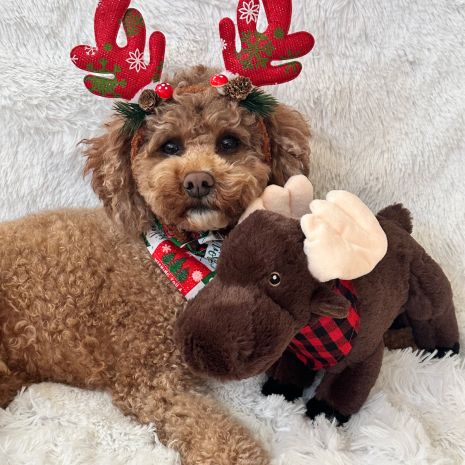 Tall Tails Animated Moose Dog Toy - Image 5