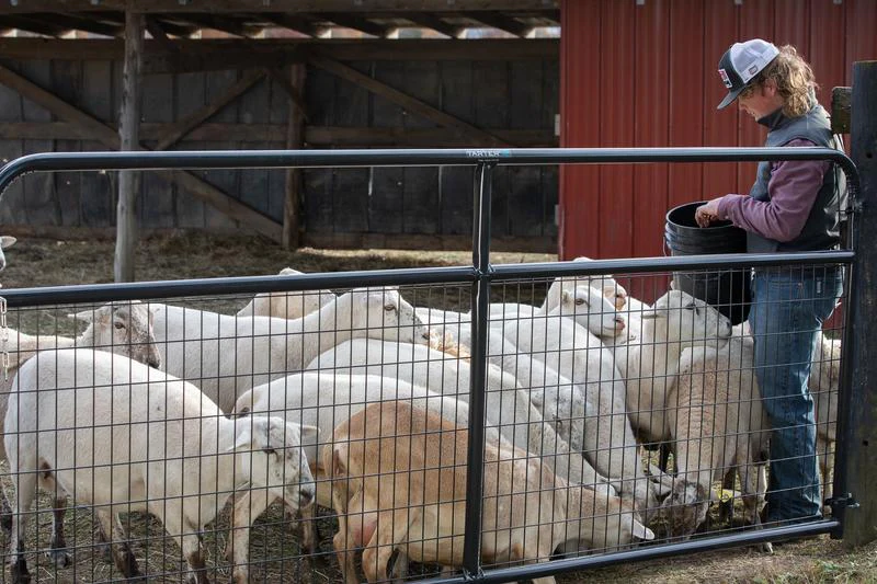 Tarter Watchman Wire Mesh Gate - Image 2