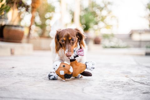 Territory Horse 2-in-1 Dog Toy - Image 4