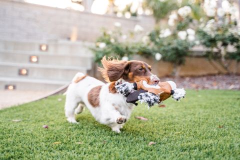 Territory Horse 2-in-1 Dog Toy - Image 5