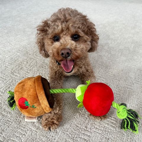 Territory Tomato Treat-and-Tug Dog Toy - Image 5