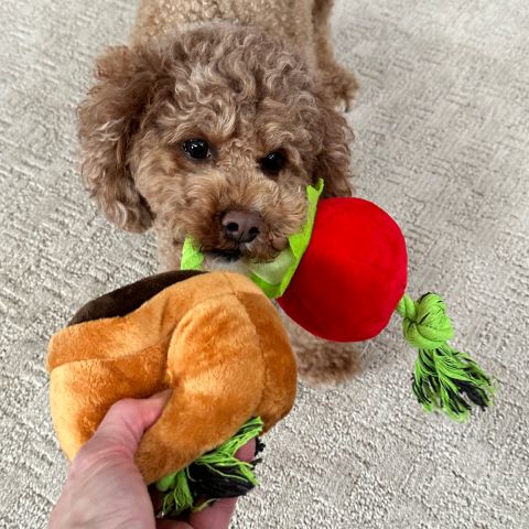 Territory Tomato Treat-and-Tug Dog Toy - Image 6