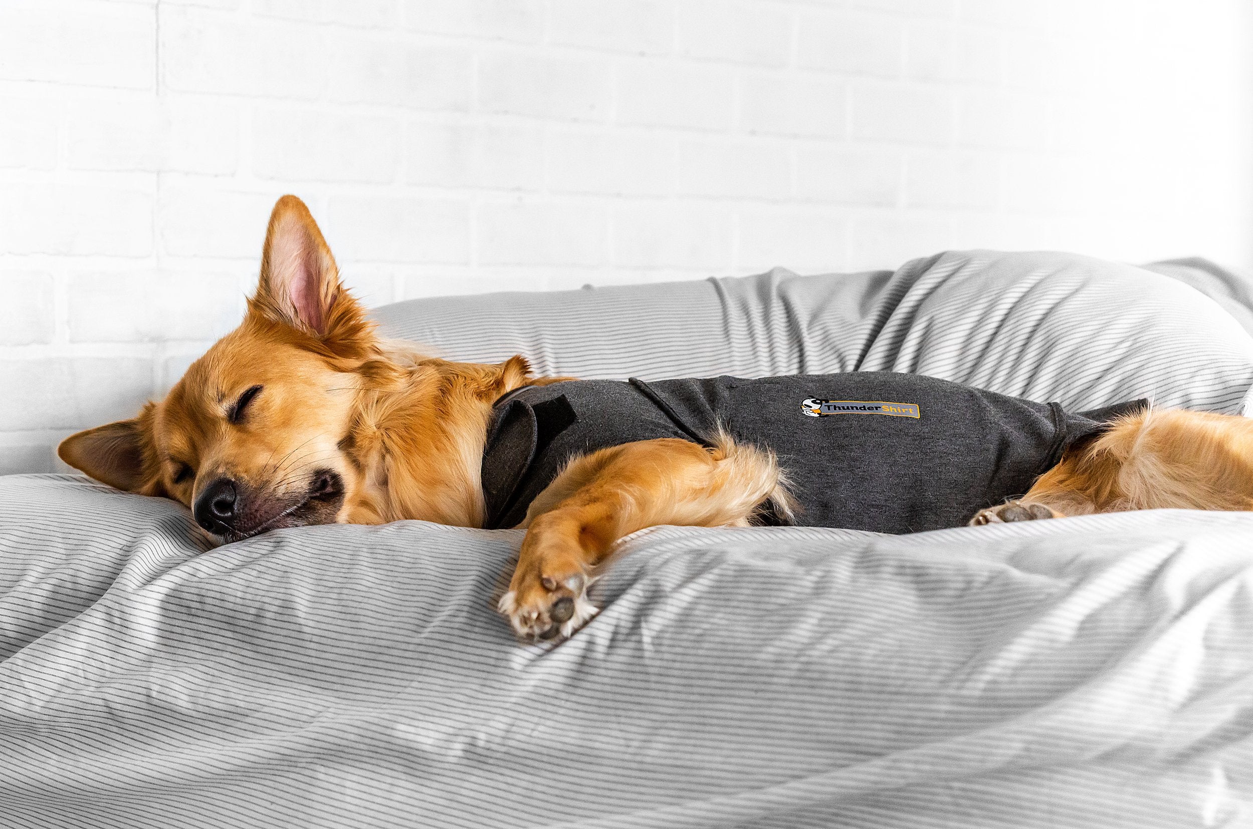 Thunderworks ThunderShirt for Dogs: Heather Gray Classic - Image 2