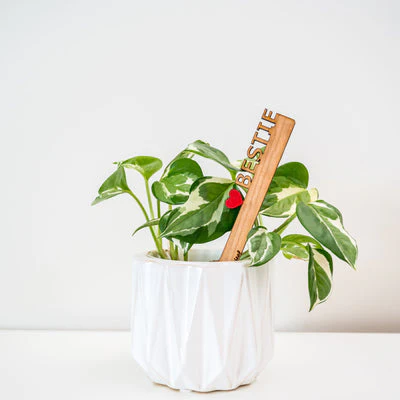 Treleaf Celebration Stake - Writable stake for plant gift - Image 4