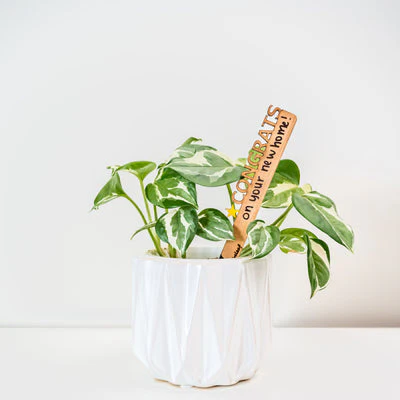 Treleaf Celebration Stake - Writable stake for plant gift - Image 6