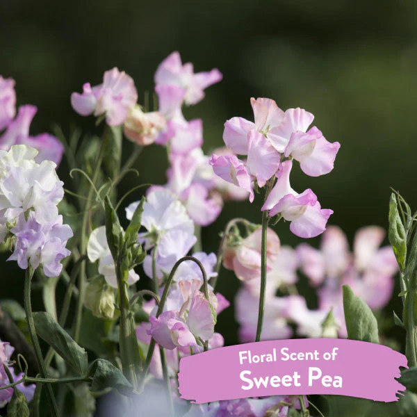 TropiClean Sweet Pea Tangle Remover Spray for Pets - Image 6