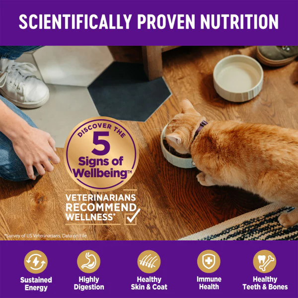 Wellness Complete Health Natural Kitten Grain Free Deboned Chicken and Chicken Meal Dry Cat Food - Image 5