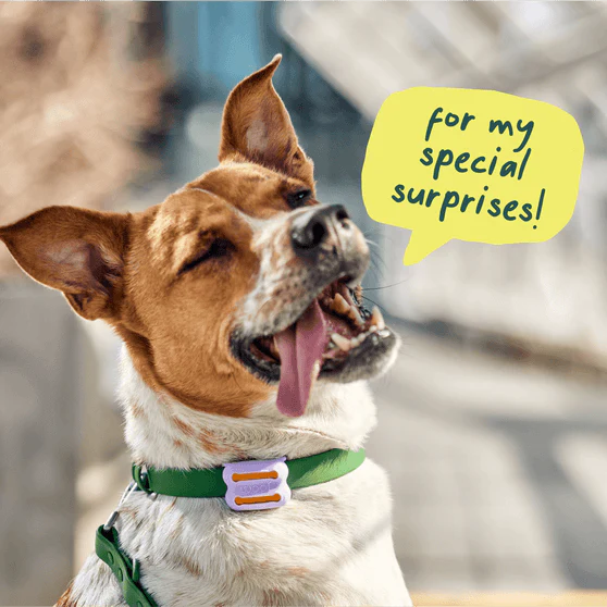 Woof Poomergency - Image 5