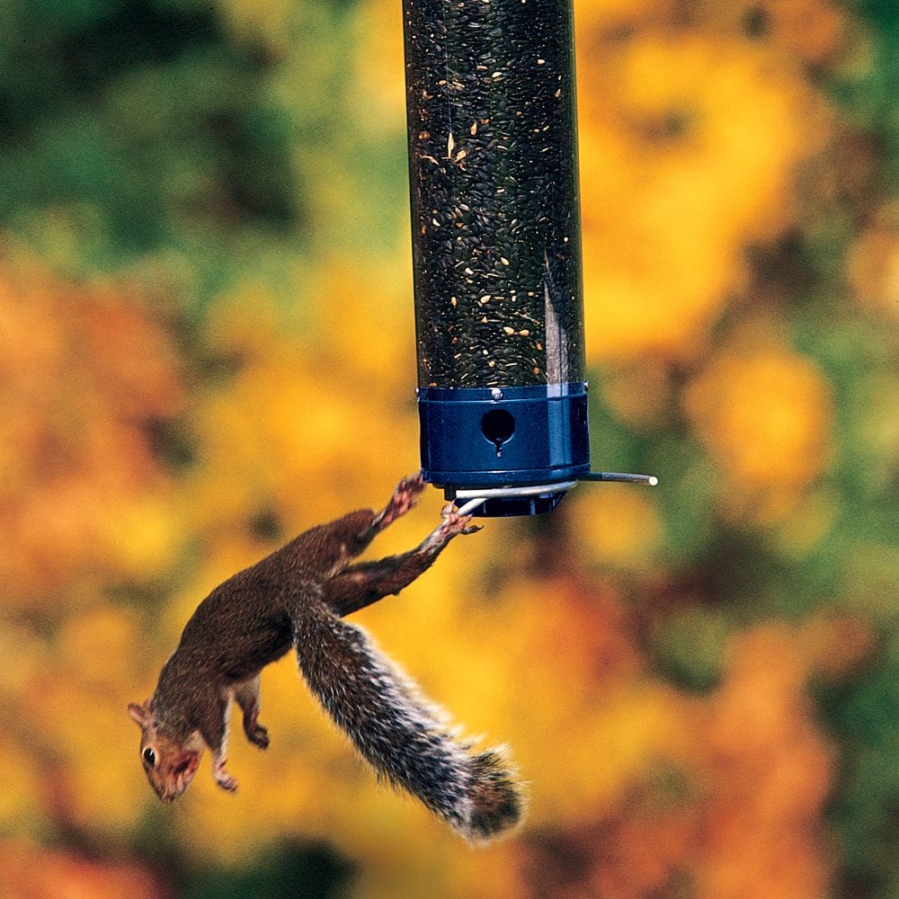 Yankee Whipper® Squirrel-Proof Bird Feeder - Image 2