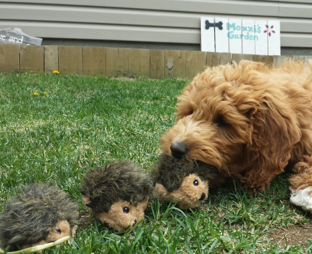 ZippyPaws Miniz 3-Pack Hedgehogs Dog Toy - Image 3
